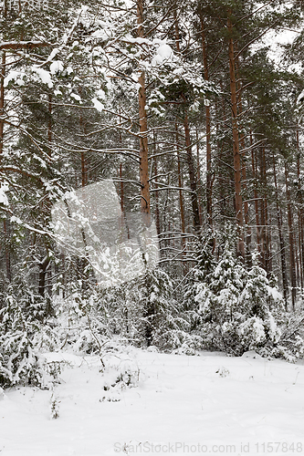 Image of Winter landscape, snowfall