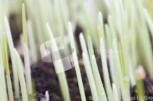 Image of drop water and wheat