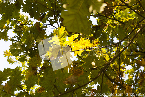 Image of oak autumn leaf