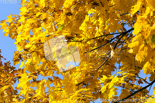 Image of yellowed maple trees in autumn