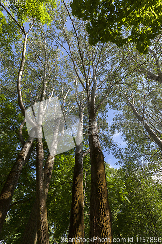 Image of tree trunk