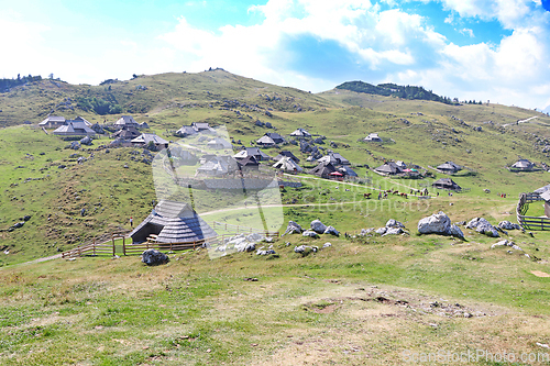 Image of Herdsmens huts and cows on the Big Mountain Plateau in Slovenia 