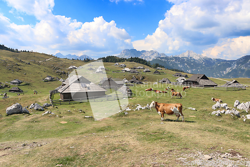 Image of Herdsmens huts and cows on the Big Mountain Plateau in Slovenia 