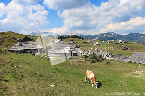 Image of Herdsmens huts and cows on the Big Mountain Plateau in Slovenia 