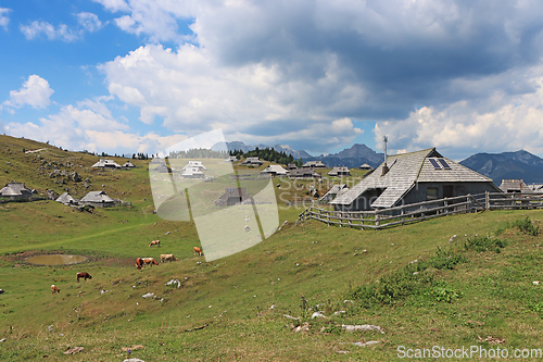 Image of Herdsmens huts and cows on the Big Mountain Plateau in Slovenia 