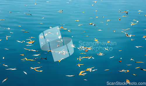 Image of Small Yellow Autumn Leaves Float on the Lake Surface