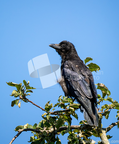 Image of Carrion Crow Juvenile