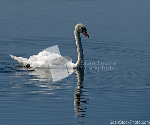 Image of Mute Swan in Sunlight with Reflection