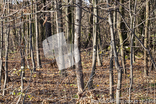 Image of forest trunk