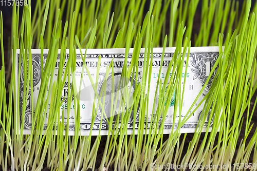 Image of green grass and dollar