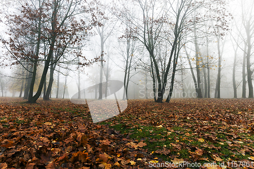 Image of Fog in autumn season