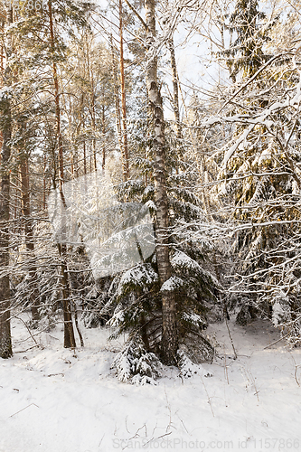 Image of Trees in winter