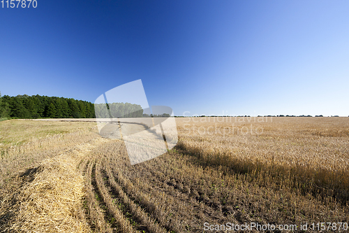 Image of harvest wheat