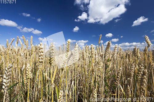 Image of wheat field