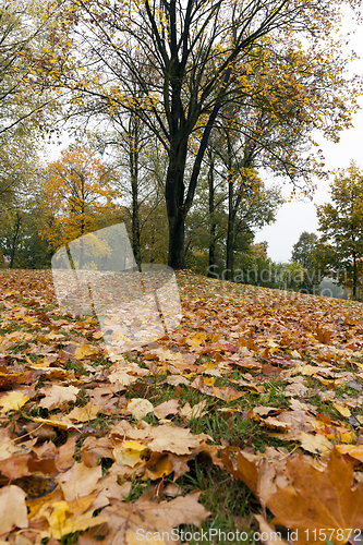 Image of yellowed maple trees in autumn