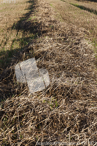 Image of straw field