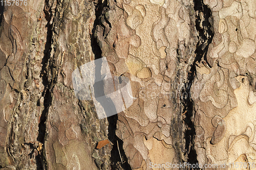 Image of bark pine