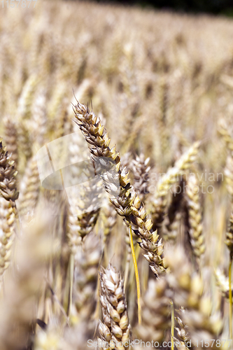 Image of wheat dry