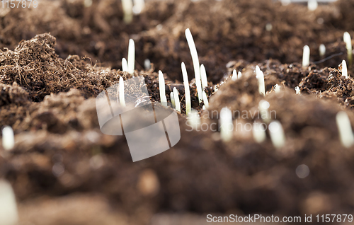 Image of dew grass