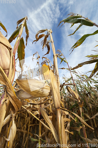 Image of agricultural field with corn