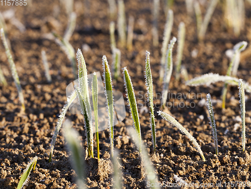 Image of Green grass close-up