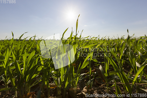 Image of wheat young