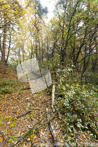 Image of forest autumn