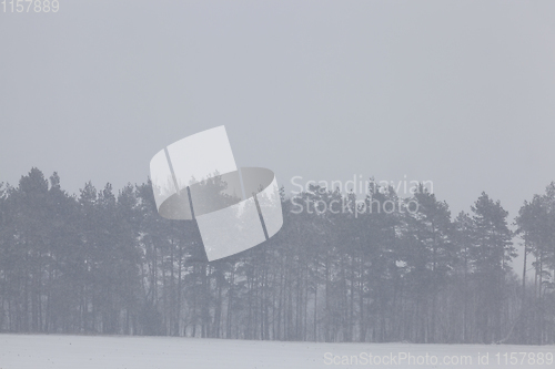 Image of Snow drifts in winter