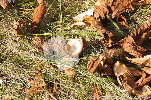 Image of Yellow foliage, autumn