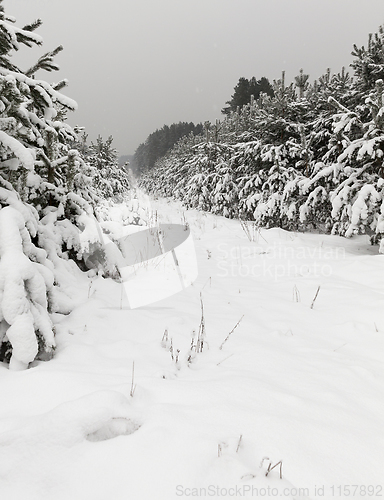 Image of Trees in the forest in winter