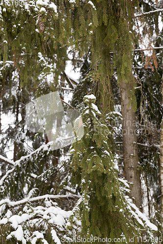 Image of Forest in winter