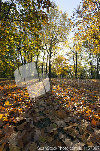 Image of yellowed maple trees in autumn