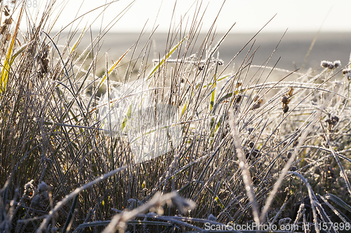 Image of grass in winter