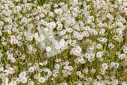 Image of white dandelion