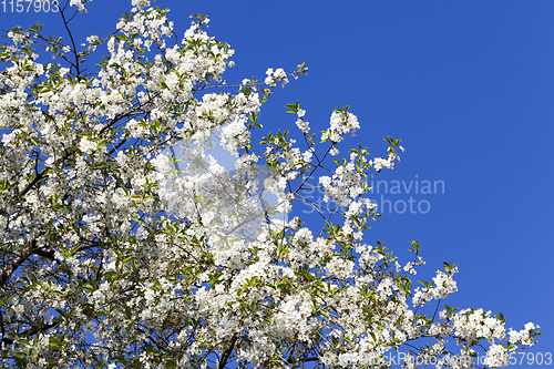 Image of flower tree