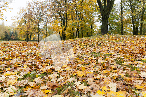 Image of yellowed maple trees in autumn