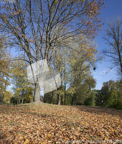 Image of Yellow maple foliage