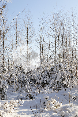 Image of young forest, in the winter