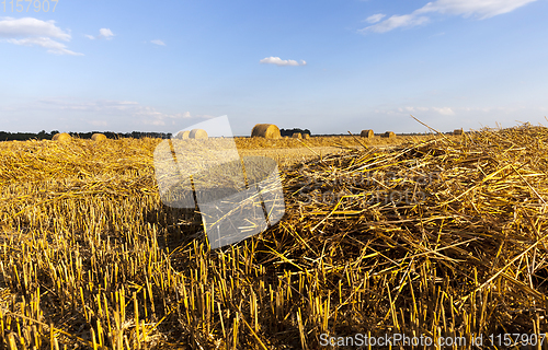 Image of field wheat