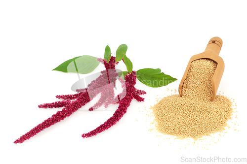 Image of Healthy Amaranthus Grain and Plant 