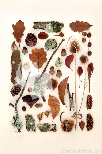 Image of Autumn Nature Study Flora and Fauna Collection