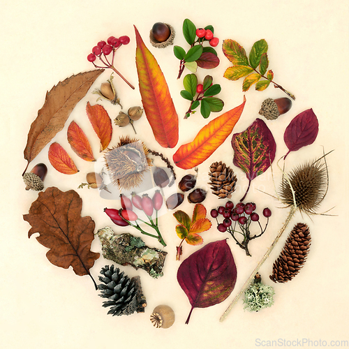 Image of Autumn Nature Study Arrangement of Flora and Fauna