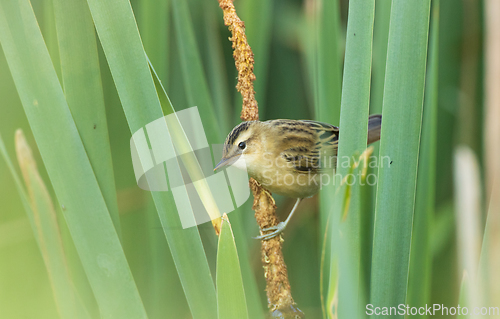 Image of Sedge warbler (Acrocephalus schoenobaenus) on reed