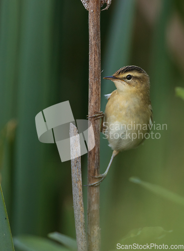 Image of Sedge warbler (Acrocephalus schoenobaenus) on reed