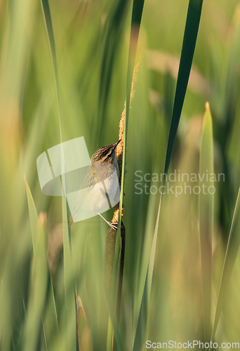 Image of Sedge warbler (Acrocephalus schoenobaenus) on reed