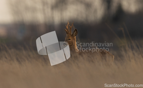 Image of Roe Deer(Capreolus capreolus) male in sunset light