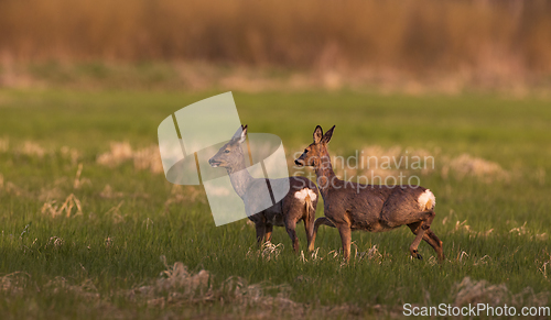 Image of Roe Deer(Capreolus capreolus) females in springtime