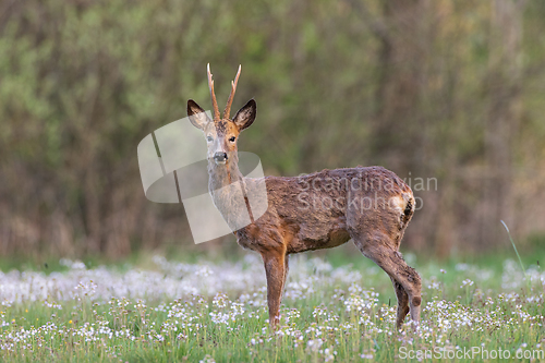 Image of Roe Deer(Capreolus capreolus) male in spring