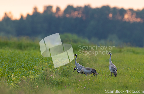 Image of Two Cranes(Grus grus) in summertime