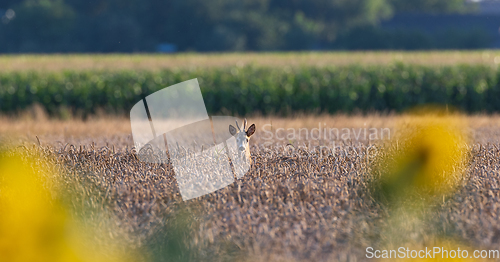 Image of Wheat cereal field with Roe Deer(Capreolus capreolus) head over
